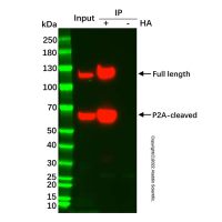 UltraBio™ Anti-HA琼脂糖凝胶,BioReagent,for IP,50% v/v,阿拉丁