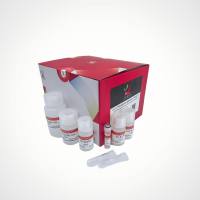 细菌基因组DNA提取试剂盒(不含RNase A)
