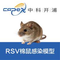 RSV棉鼠感染模型