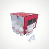 通用型基因组DNA提取试剂盒(不含RNase A)-动物组织、血液、细胞、细菌、真菌 DNA提取