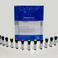 PE Anti-Mouse Ig light chain λ Antibody[RML-42]