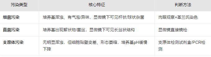 人Ⅱ型肺泡上皮细胞污染后如何挽救