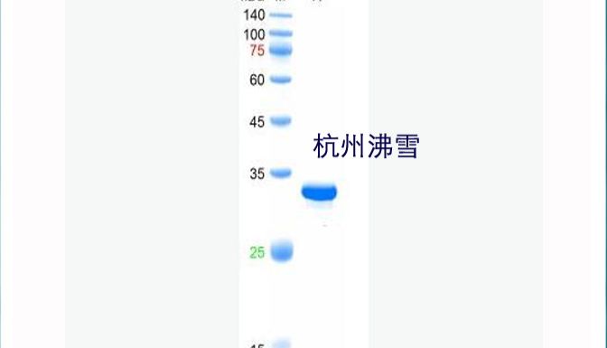 杭州 Frostgen®沸雪供应 非洲猪瘟真核表达P30蛋白；ASFV-p30抗原