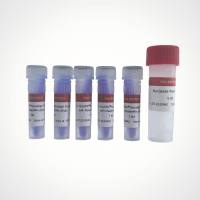 Novalign Long-Range Flash HiFi MasterMix 长片段快速高保真
