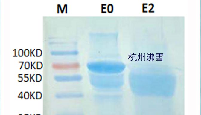 杭州沸雪 Frostgen®供应重组猪瘟病毒E2真核蛋白，CSFV-E2抗原，猪瘟E2病毒抗原