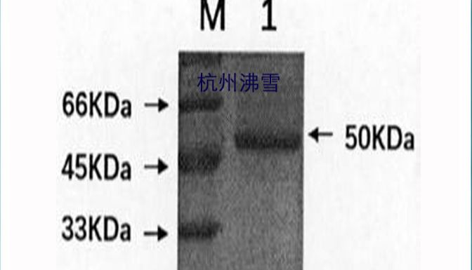 杭州沸雪 Frostgen®供应禽支原体病毒蛋白；鸡败血支原体抗原