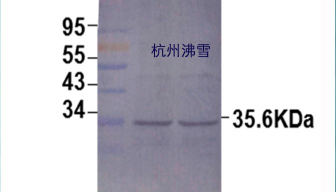 杭州沸雪 Frostgen®供应猪腹泻抗原；猪流行性腹泻病毒N蛋白； PEDV-N抗原；猪流行性腹泻病毒真核N蛋白