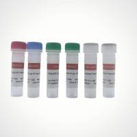 一步gDNA去除及第一链cDNA合成试剂盒 | 引物独立可选（qPCR/PCR通用）