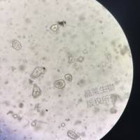小鼠结肠类器官