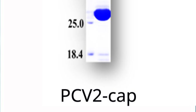 杭州沸雪 Frostgen®供应 猪圆环病毒2型蛋白；猪圆环病毒2型Cap蛋白；PCV2 Cap 蛋白