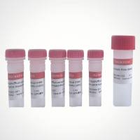 YALEPIC® 通用型高灵敏qPCR预混液UDG（染料法）