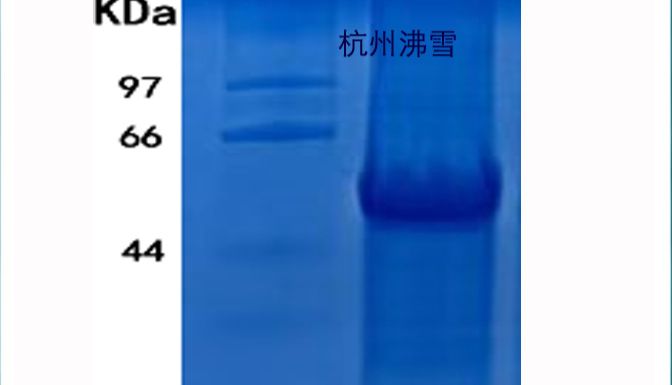杭州沸雪 Frostgen®供应重组口蹄疫3ABC真核蛋白，FMDV-3ABC抗原，口蹄疫抗原