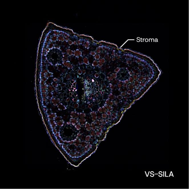 Widefield fluorescence image (left) and VS-SILA image (Right) of pine needle
