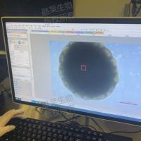 小鼠脑类器官