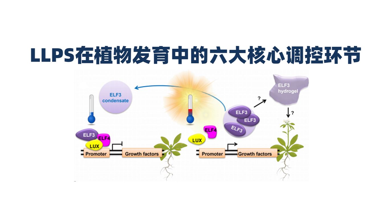 植物环境感知、发育、免疫、光合、病毒互作中的液-液相分离（LLPS）