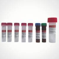 YALEPIC® UR高灵敏qPCR预混液（染料法）| ROX可选配