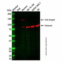 Recombinant TLR9 Antibody，ExactAb™, Validated, 重组, 1.1 mg/mL，阿拉丁
