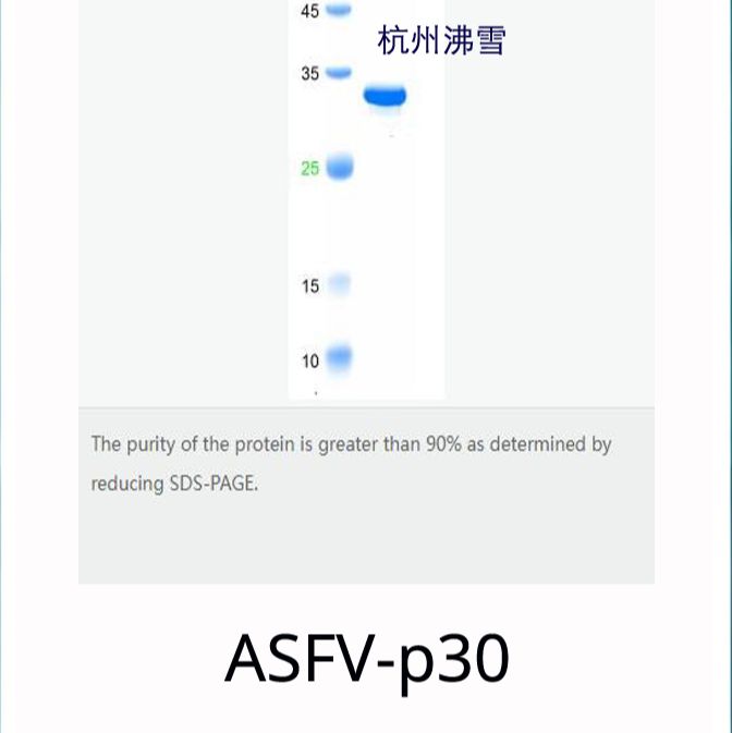 500μg 非洲猪瘟P30病毒蛋白；非洲猪瘟P54病毒蛋白；非洲猪瘟P72病毒蛋白；非洲猪瘟抗原