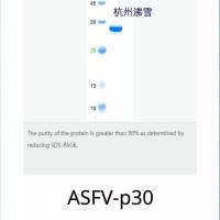 500μg 非洲猪瘟P30病毒蛋白;非洲猪瘟P54病毒蛋白;非洲猪瘟P72病毒蛋白;非洲猪瘟抗原