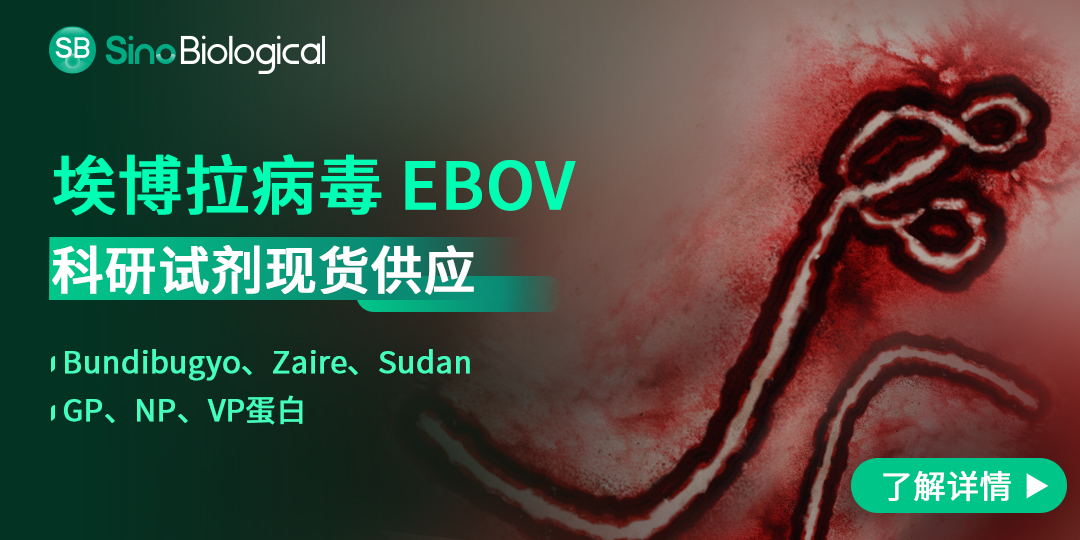 埃博拉病毒基质蛋白VP40的功能图谱与应用案例