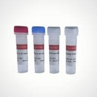 YALEPIC® All-in-RT MasterMix for qPCR (gDNA