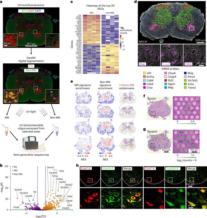 瑞士Maxwell HD-MEA 系统用户文章分享，比利时KD Leuven Brain institute 在 Nature Neuroscience发表 “Axonal Eif5a hypusination controls local translation and mitigates defects in FUS-ALS” 报告