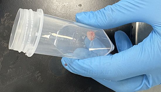 致密肿瘤组织解离的标准化路径：小鼠前列腺肿瘤单细胞制备实操分享