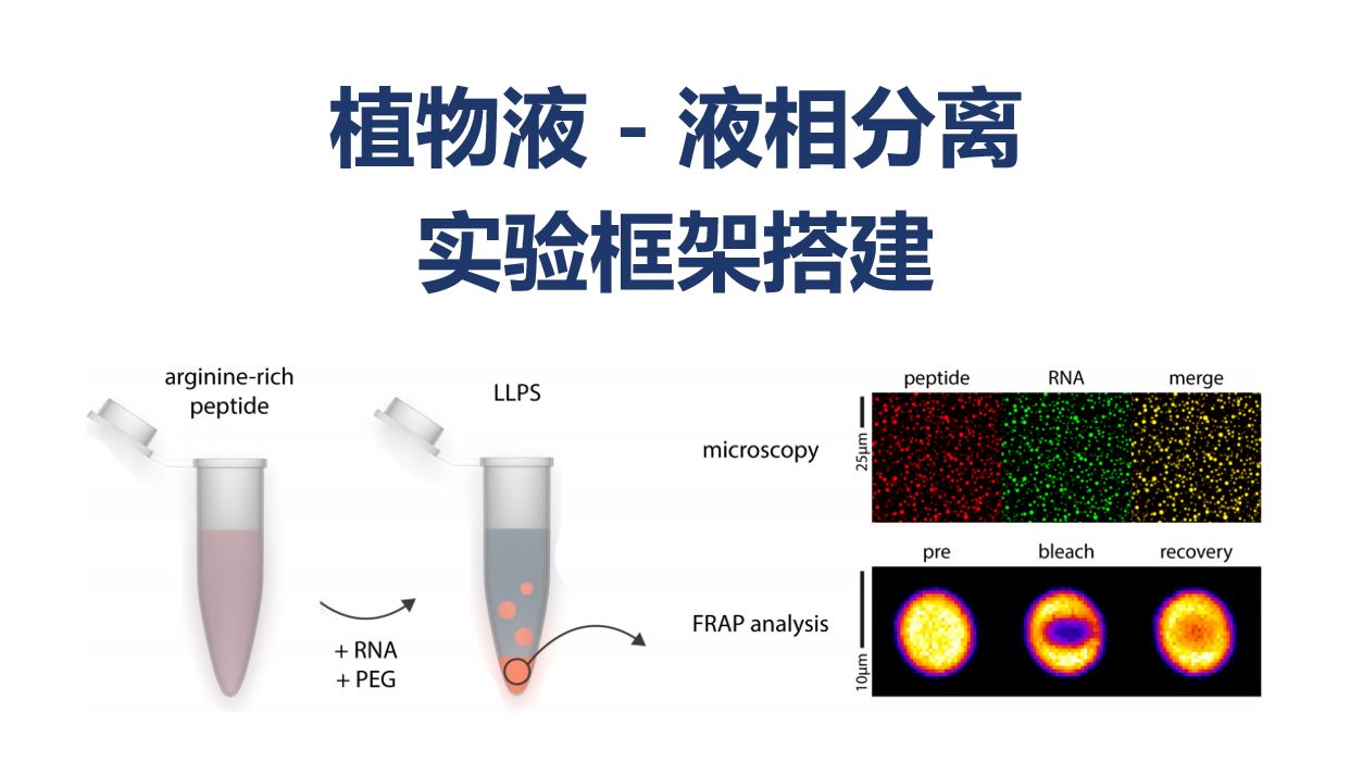 植物液 - 液相分离实验框架搭建：农学如何用LLPS做课题？四条可直接开题的研究路线