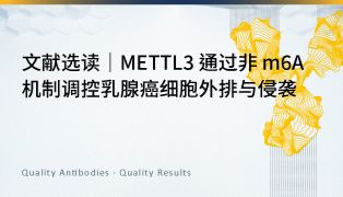 文献选读｜METTL3 通过非 m6A 机制调控乳腺癌细胞外排与侵袭