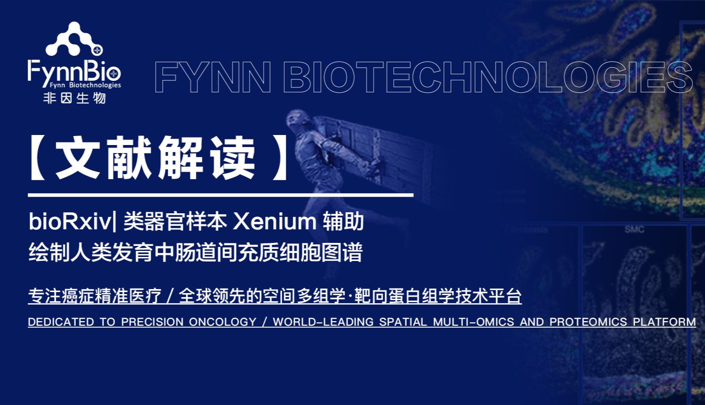 bioRxiv|类器官样本Xenium辅助绘制人类发育中肠道间充质细胞图谱