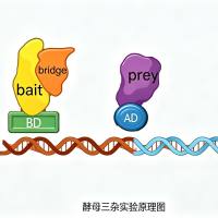 技术服务/分子互作研究/酵母三杂交>三元互作解析>自激活预筛质控> 严格质控流程>应用场景广泛
