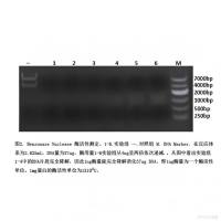 Benzonase Nuclease