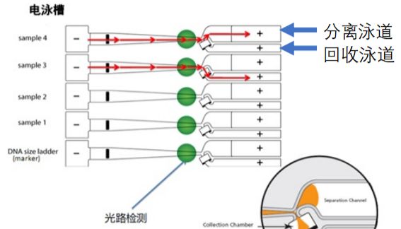 DNA核酸片段筛选回收的方法介绍和比较