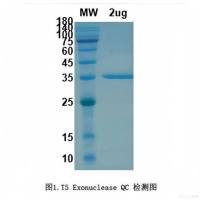 T5 Exonuclease