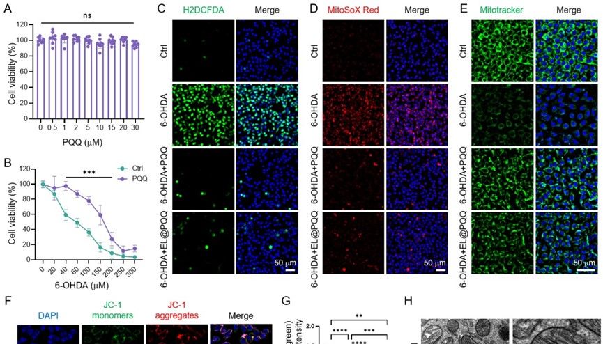 J Nanobiotechnol｜工程化外泌体双管齐下：解聚αSyn纤维+清除线粒体ROS，高效挽救帕金森病模型！