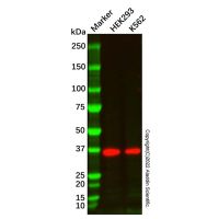 LumiDye™ SMCC Activated Streptavidin (SMCC-SA),BioReagent,阿拉丁