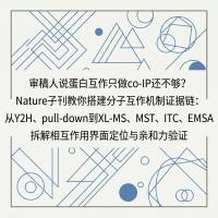 审稿人说蛋白互作只做co-IP还不够？Nature子刊教你搭建分子互作机制证据链：从Y2H、pull-down到XL-MS、MST、ITC、EMSA拆解相互作用界面定位与亲和力验证