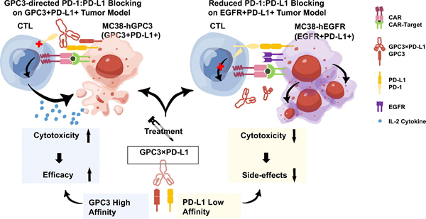 BMG LABTECH多功能酶标仪文献分享,中科大发表在IJBM “A rationally designed bispecific antibody targeting GPC3 and PD-L1 induces tumor-directed immune activation and cytotoxicity“ 报告。