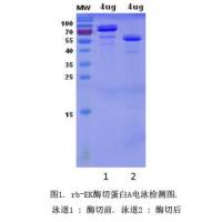 Recombinant Bovine Enterokinase(rb-EK)