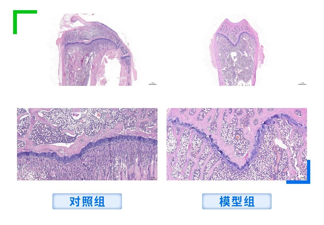 做绝经后骨质疏松实验必看！（OVX）大鼠造模全套实操干货
