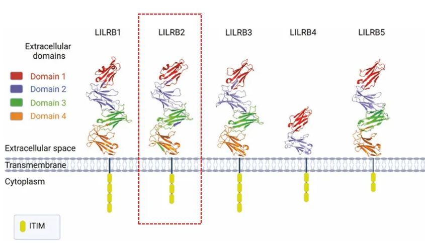 LILRB2结构、功能、信号通路及靶向药物研究进展