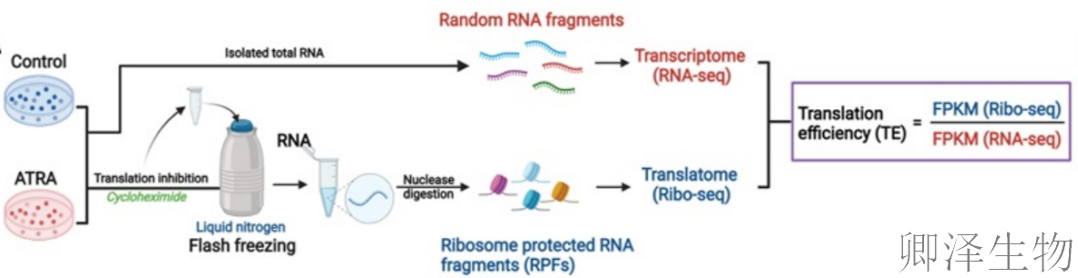 【翻译组 × Omics 搭子 · 第 1 期】