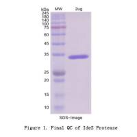 IdeS Protease