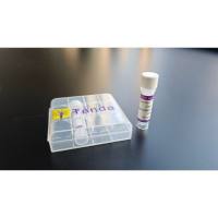 3C Protease