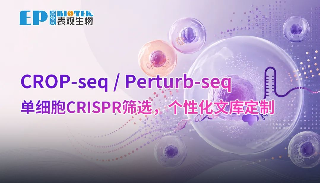 国内首推 | 百万级单细胞CRISPR筛选（CROP-seq/Perturb-seq），支持个性化文库定制