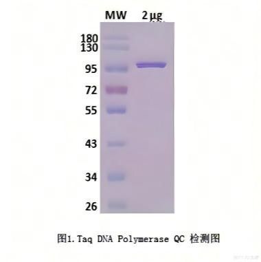 Taq DNA Polymerase产品图