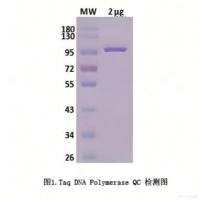 Taq DNA Polymerase