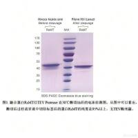 TEV Protease