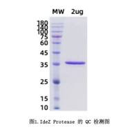 IdeZ Protease