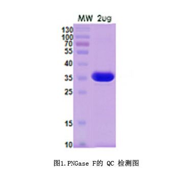 PNGase F